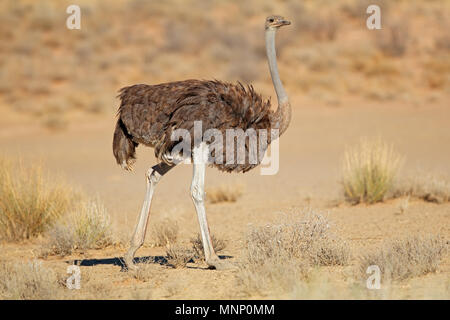 Female ostrich (Struthio camelus) in natural habitat, Kalahari desert, South Africa Stock Photo