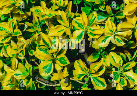 Homogeneous yellow and green leaves background Stock Photo