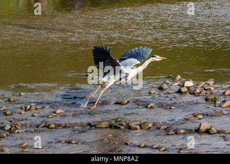 River Lune, Lancaster, United Kingdom,  18th May 2018.                           Grey Heron taked flight from the River Lune Credit: Photographing North/Alamy Live News Stock Photo