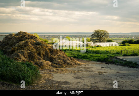 stacks of hay drying near a farm field in Essex, UK Stock Photo