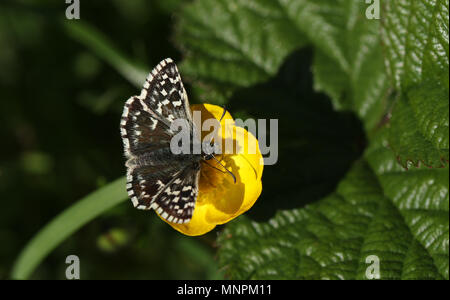 A pretty Grizzled Skipper Butterfly (Pyrgus malvae) nectaring on a buttercup flower. Stock Photo