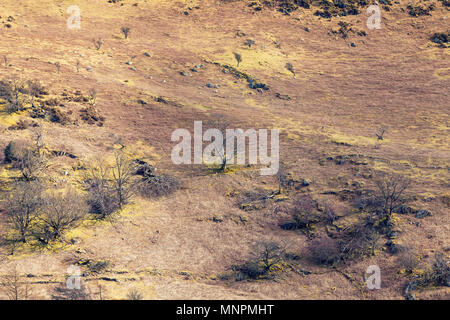 Mountain pasture slope with dry dead trees of Ogwen Valley in Snowdonia National Park, North Wales, UK Stock Photo