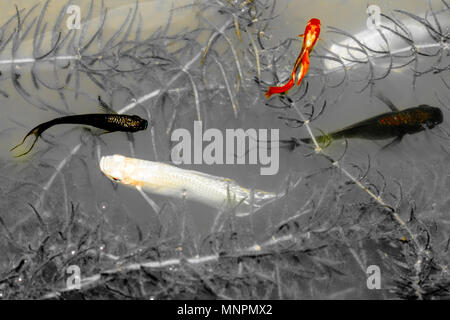 Guppy.Poecilia reticulata fish swimming in natural canals.Black and white color.Copy space.(Color main focos) Stock Photo