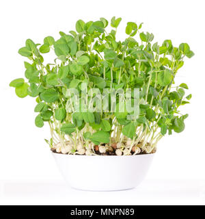 Snow pea microgreen in white bowl and potting compost. Shoots of Pisum sativum, mangetout or sugar peas. Young plants, seedlings and sprouts. Stock Photo