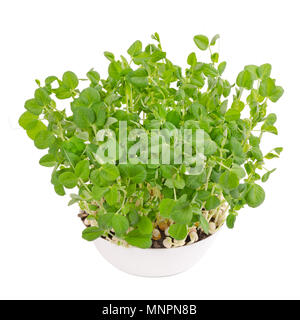 Snow pea microgreen in white bowl and potting compost from above. Shoots of Pisum sativum, mangetout or sugar peas. Young plants and seedlings. Stock Photo