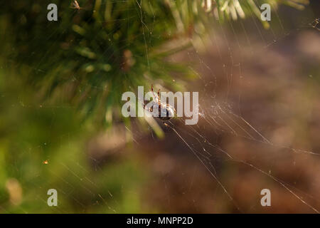 A spider weaves a web on a young pine tree. The web between the pine branches Stock Photo