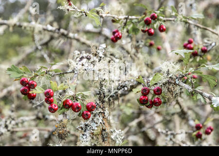 Red berries on tree in 39 Steps Waterfall area of Hogsback, South Africa Stock Photo