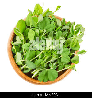 Snow pea microgreen in wooden bowl. Green shoots of Pisum sativum, also called mangetout or sugar peas. Young plants, seedlings and sprouts. Stock Photo