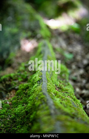 Close up of moss growing on a fallen branch Stock Photo