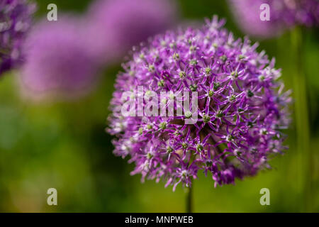 The large purple flower of the Allium hollandicum also known as Dutch garlic or Persian garlic Stock Photo