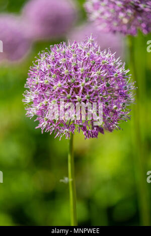 The large purple flower of the Allium hollandicum also known as Dutch garlic or Persian garlic Stock Photo