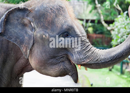 Indonesian young elephant head close up, Bali, Indonesia Stock Photo