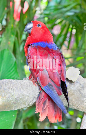 Red head Lory Parrot in nature surrounding (Chalcopsitta), Bali , Indonesia Stock Photo