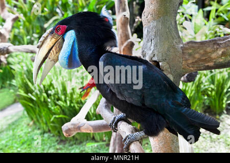 Male Hornbill in nature surrounding on Bali, Indonesia Stock Photo