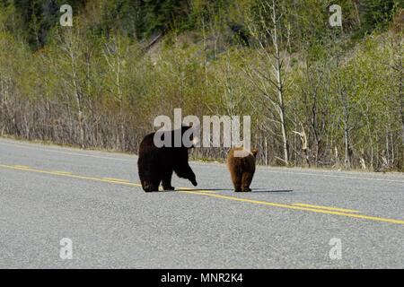 Black bear and her cub crossing the road. Stock Photo