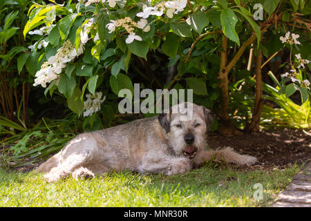 Border terrier dog lying down and yawning in the shade of a bush in a garden on a hot sunny day. Stock Photo