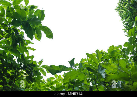 Green leaves border. Tree leaf frame isolated on white background with copy space for insert text. Stock Photo