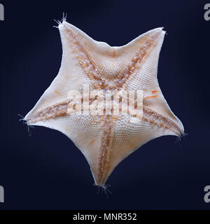 Sealife: underside of blue bat star, Patiria pectinifera or Asterina pectinifera, closeup shot Stock Photo