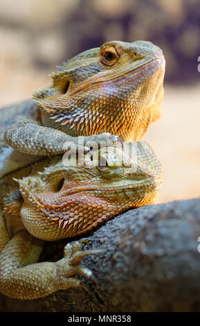 Animals: Couple of bearded dragons (Pogona vitticeps), closeup shot Stock Photo