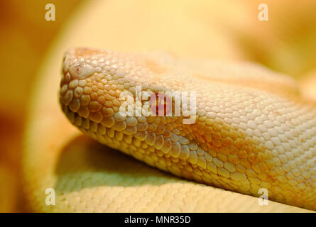 Animals: albino Indian python in a bright warm light, closeup shot Stock Photo