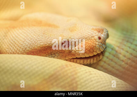 Animals: albino Indian python in a bright warm light, closeup shot Stock Photo