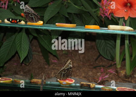Butterflies feeding indoors on rotting oranges Stock Photo