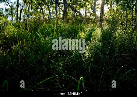 Tall thick grass in the foreground with morning light passing through trees in the background, Jourama Falls, Bruce Hwy, Yuruga QLD, Australia Stock Photo