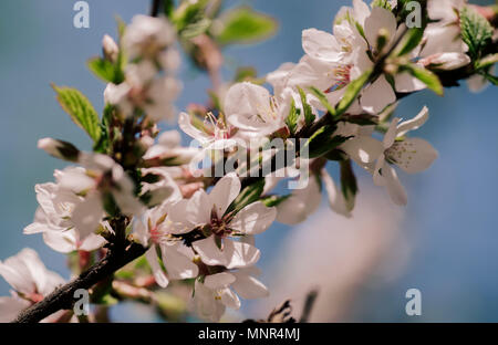 White blossom flower and pink bud on a apple tree branch in spring bloom full of bright light as warm season orchard concept Stock Photo