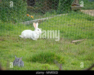 Eared long-eared white rabbit walks in grass on meadow. Green pasture in spring on Sunny day. Stock Photo