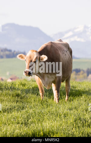 Swiss brown cattle stands on a spring morning on a meadow in the foothills of Switzerland Stock Photo