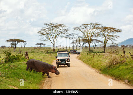 Safari cars on game drive with hippo crossing road Stock Photo