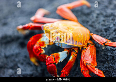 Sally lightfoot crab on a black lava rock Stock Photo