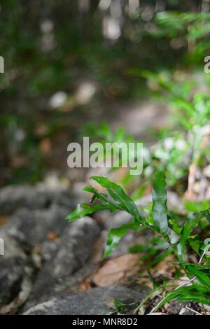Ferns growing in the Australian bush, Rollingstone QLD, Australia Stock Photo