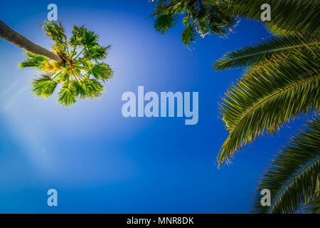 Exotic tropical palm tree on darlk blue sky background toned image Stock Photo