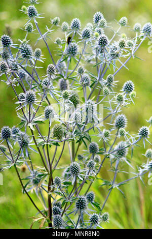 Thorny plant of Eryngium. Medicinal plant in the summer. Seasonal flowers. Herbal pharmacy. Homeopathy Stock Photo