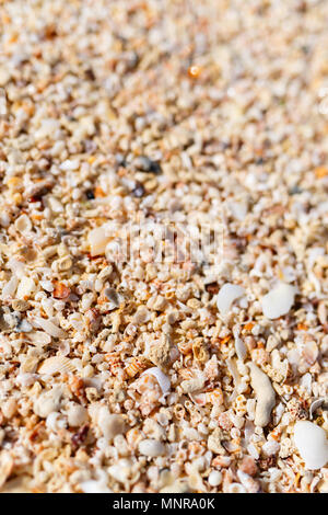 Different kinds of seashells on beach Stock Photo