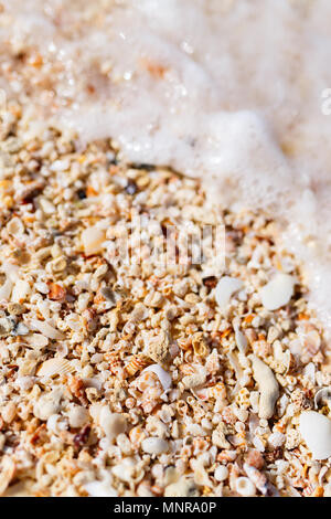 Different kinds of seashells on beach Stock Photo
