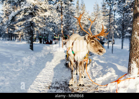 Reindeer in a winter forest in Finnish Lapland Stock Photo