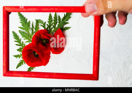 Hand holding photo frame above poppy flowers arrangement Stock Photo