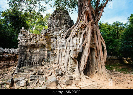 Ta Som jungle temple in Angkor Archeological area in Cambodia Stock Photo