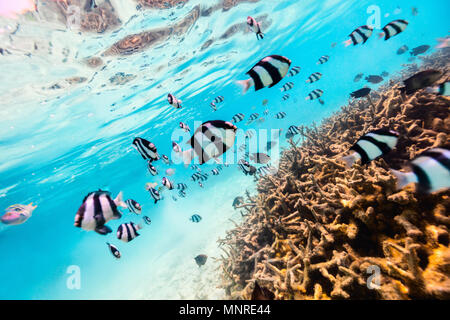 Beautiful colorful coral reef and tropical fish underwater in Maldives Stock Photo