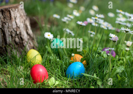 Six colorful Easter eggs hidden in a grass and flowers Stock Photo