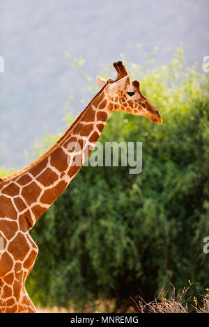 Reticulated giraffe one of Samburu special five Kenya Africa