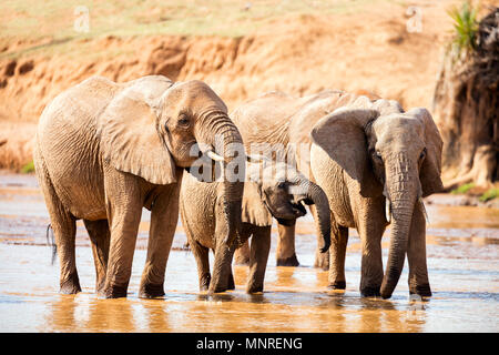 Wild elephants at riverbed drinking water Stock Photo