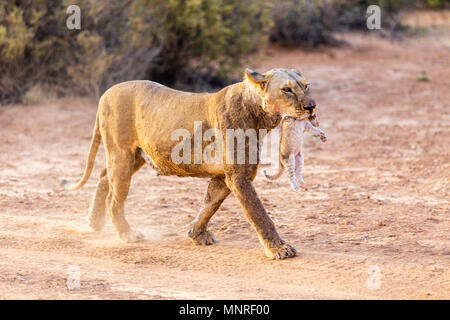 Lioness carrying cub in her mouth in national reserve in Kenya