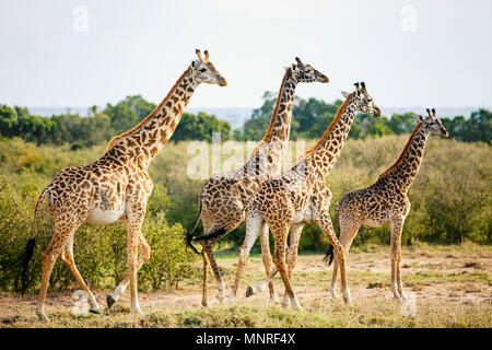 Giraffes in Masai Mara safari park in Kenya Africa Stock Photo