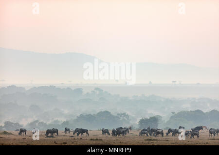 Wildebeests early morning in Masai Mara Kenya