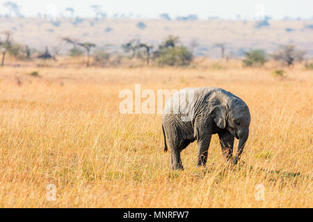 Close up of baby elephant in safari park Stock Photo