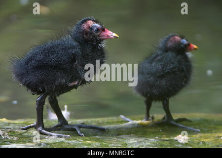 Blässralle,Blaessralle,Blaesshuhn,Blässhuhn,Cub,Jungtier,Kueken,Fulica atra,Eurasian coot,Ralle,Vogel,Bird, Stock Photo