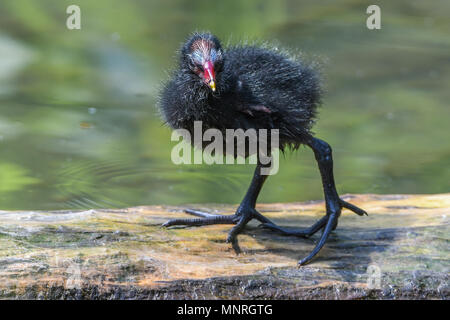 Blässralle,Blaessralle,Blaesshuhn,Blässhuhn,Cub,Jungtier,Kueken,Fulica atra,Eurasian coot,Ralle,Vogel,Bird, Stock Photo